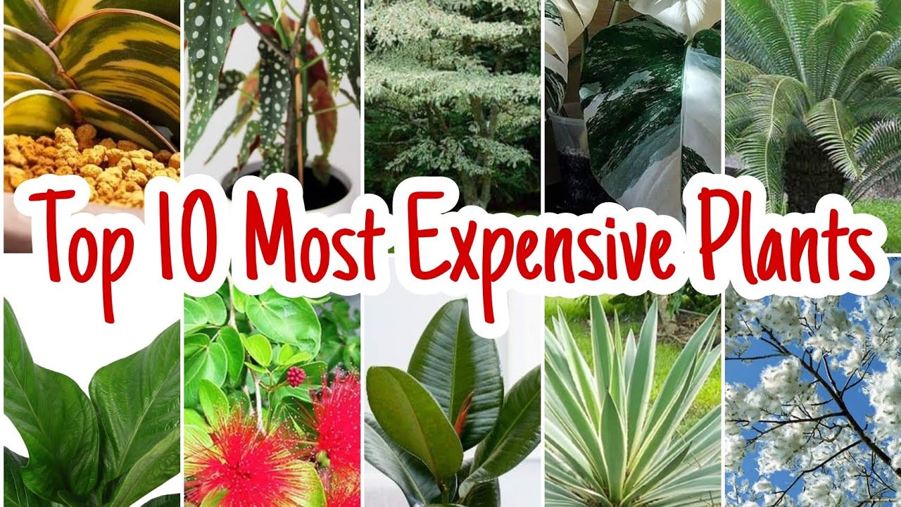 PINAKAMAHAL NA HALAMAN SA PILIPINAS | MOST EXPENSIVE PLANTS IN THE PHILIPPINES