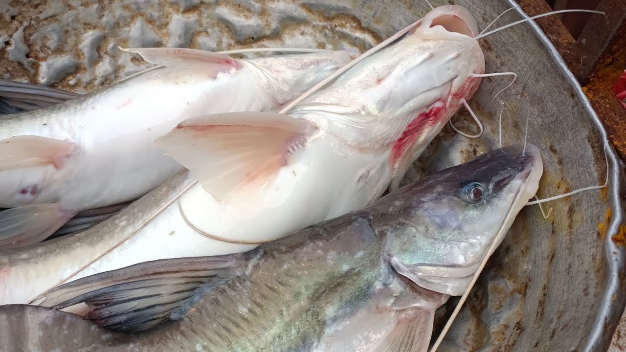 2026 সালের  সেরা দুটি আর মাছ 🐟#@fishlover1178 #fish #fishing #vlog #video 