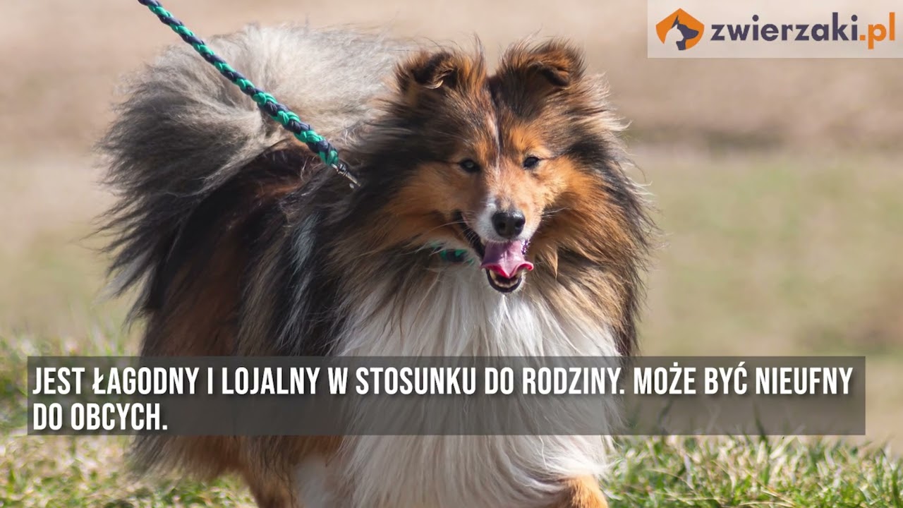 Owczarek szetlandzki, czyli sheltie – opis rasy