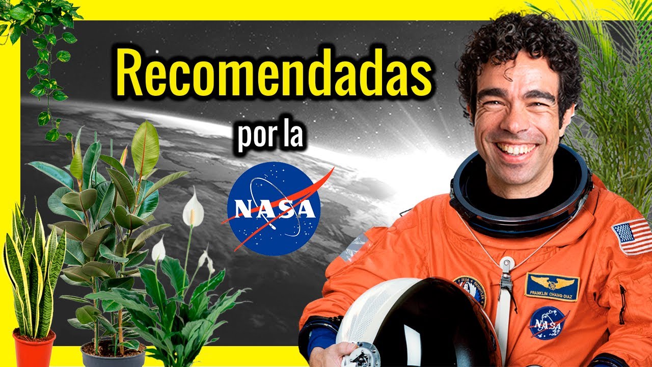 🌿 Las 7 Mejores PLANTAS de Interior para tu Casa según la NASA 👨‍🚀- Plantas Purificadoras de Aire