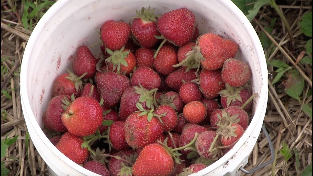 Wilmore Berry Farm - Wilmore, KY