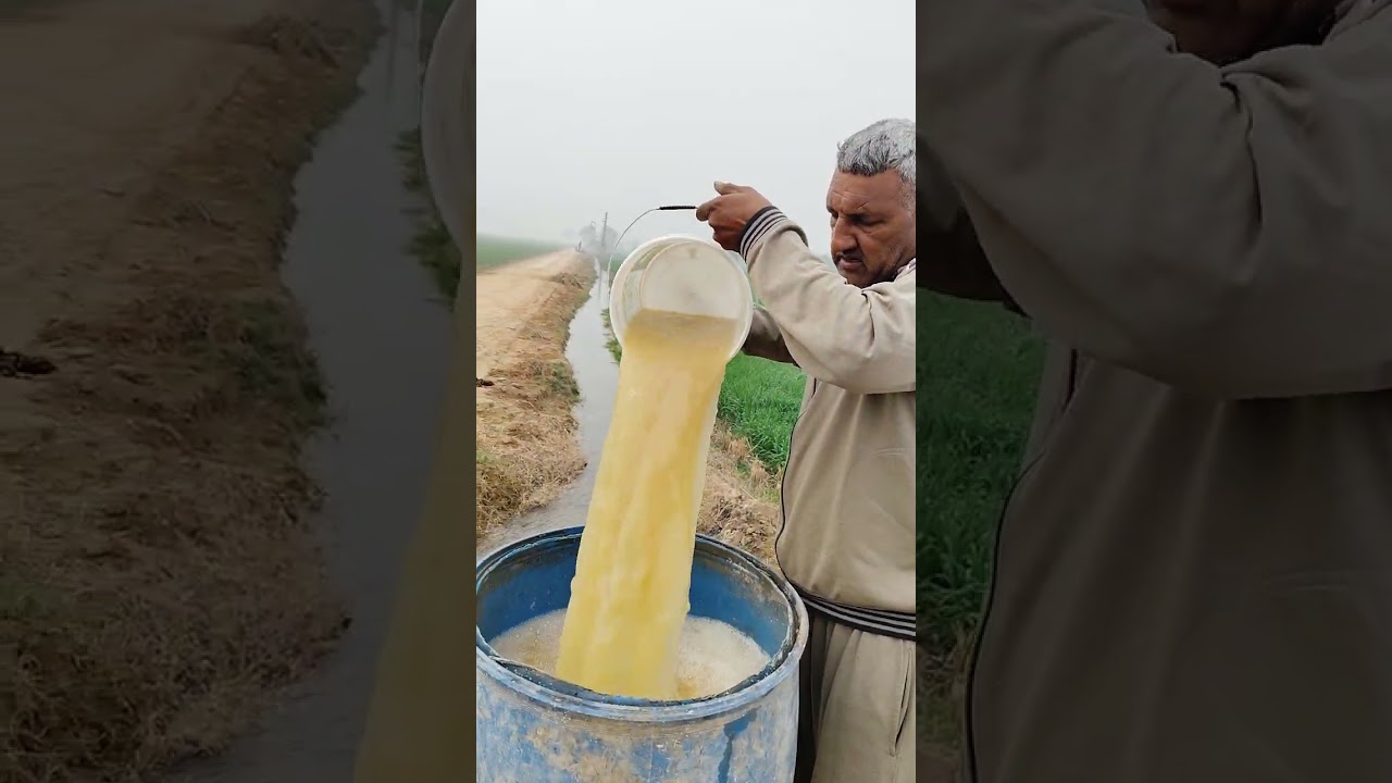दूध  स्प्रे 11/01/2025 अभिनंदन, प्राकृतिक एवं जैविक फार्म जांडवाला सोत्तर फतेहाबाद हरियाणा