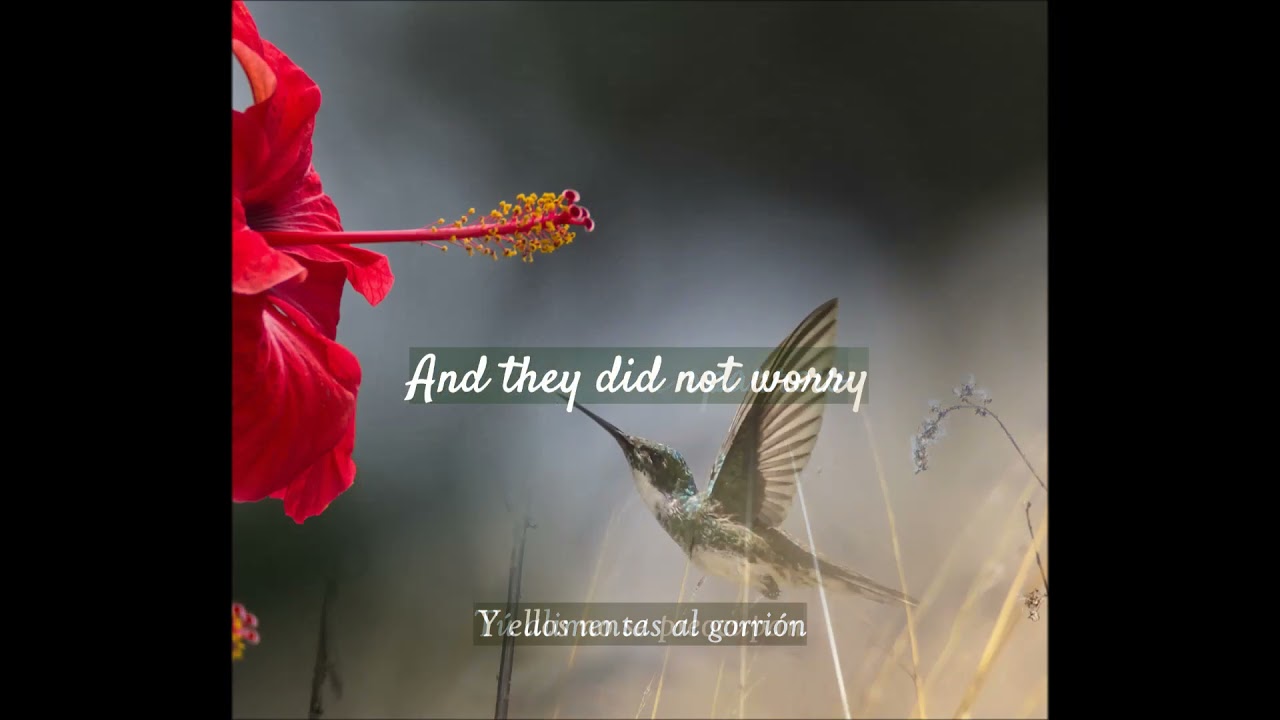you clothe the lily - Jonathan Ogden