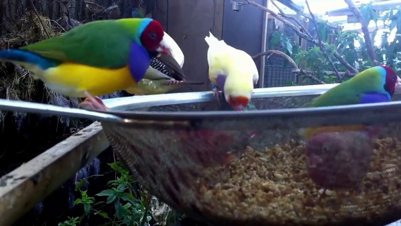 Finches enjoy soaked seeds
