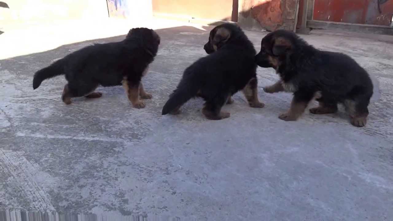CACHORROS PASTOR ALEMAN  DE 29 DIAS