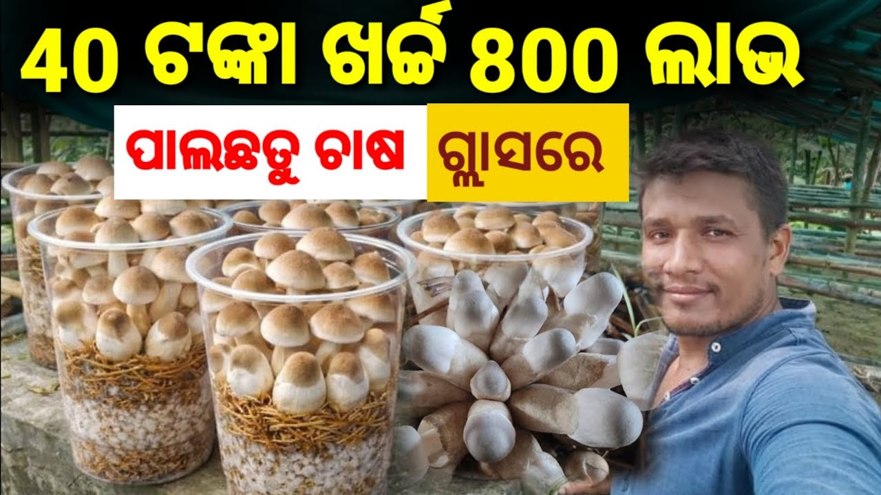 ଛତୁ ଚାଷ 40 ଟଙ୍କା ଖର୍ଚ୍ଚ 800 ଟଙ୍କା ଲାଭ | Mushroom Farming Idea | Chatu Farming at home | Chatu chasa
