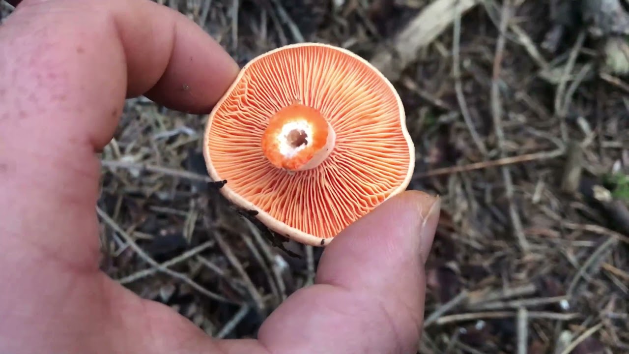 Dónde encontrar níscalos 🍄 | Guía de recolección de setas comestibles