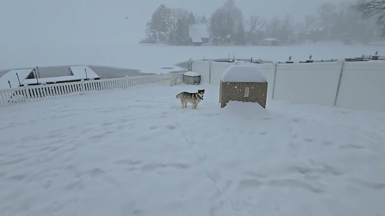 Aurora and Reign playing Husky games... no hoomans allowed... 