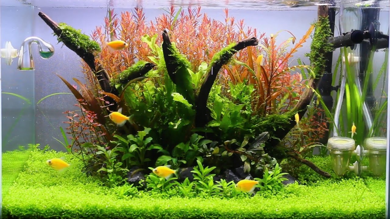 how to setup island aquascape tank .