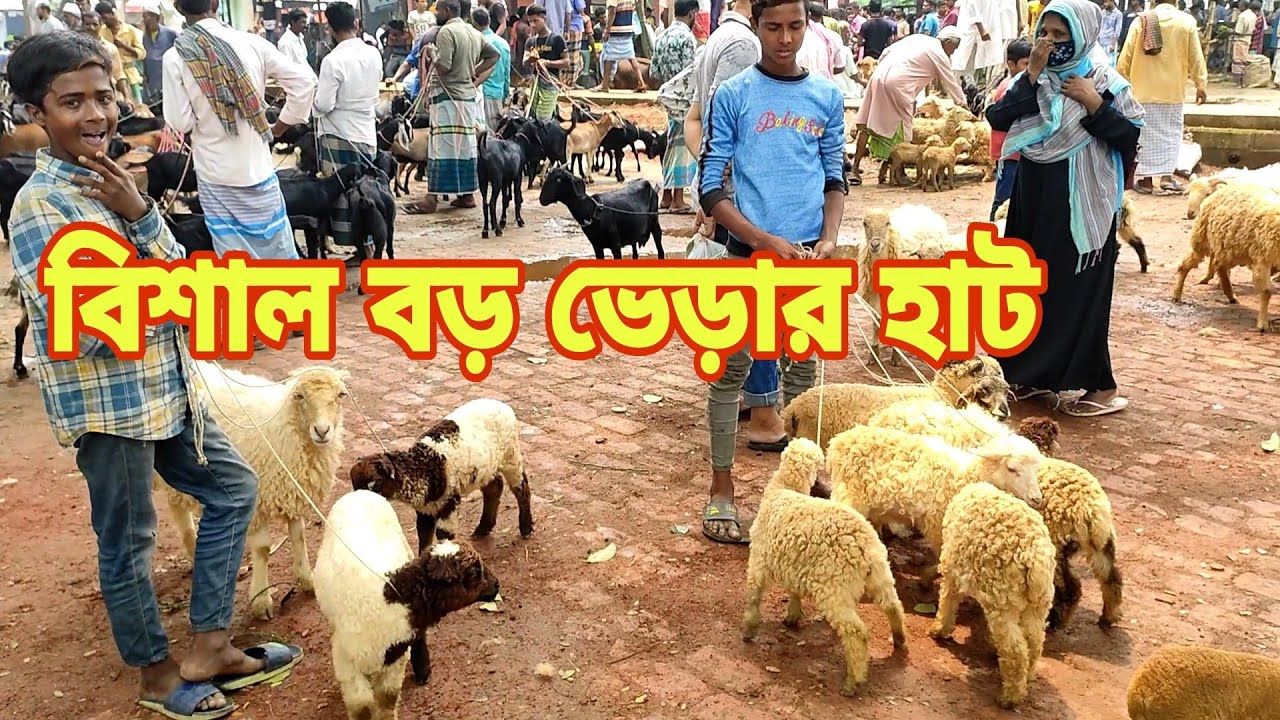 ছাগল ও ভেড়ার হাট নরসিংদী পুটিয়া বাজার