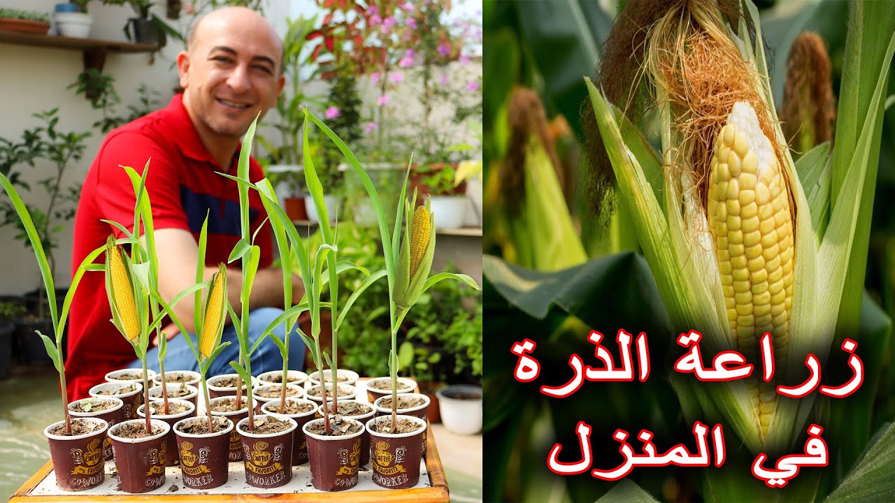 زراعة الذرة في فناجين القهوة بالمنزل