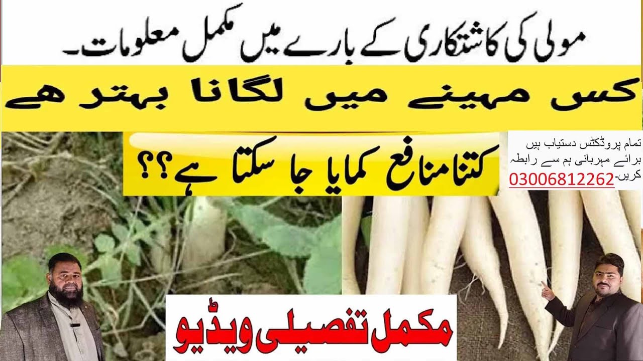 mooli ki kasht | مولی کی کاشت | Growing Radish | AL SYED FARMS |  مولی کی فصل