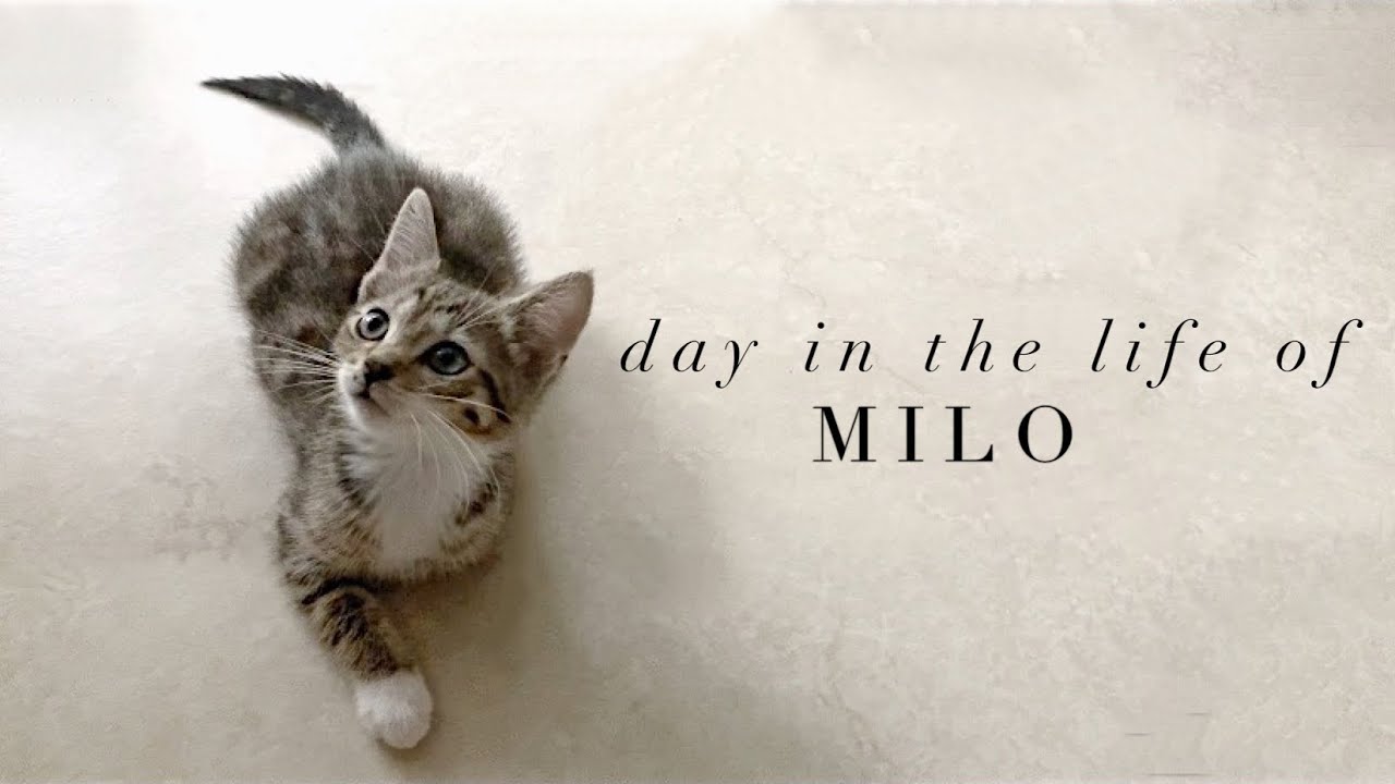 Minimalist kitten routine