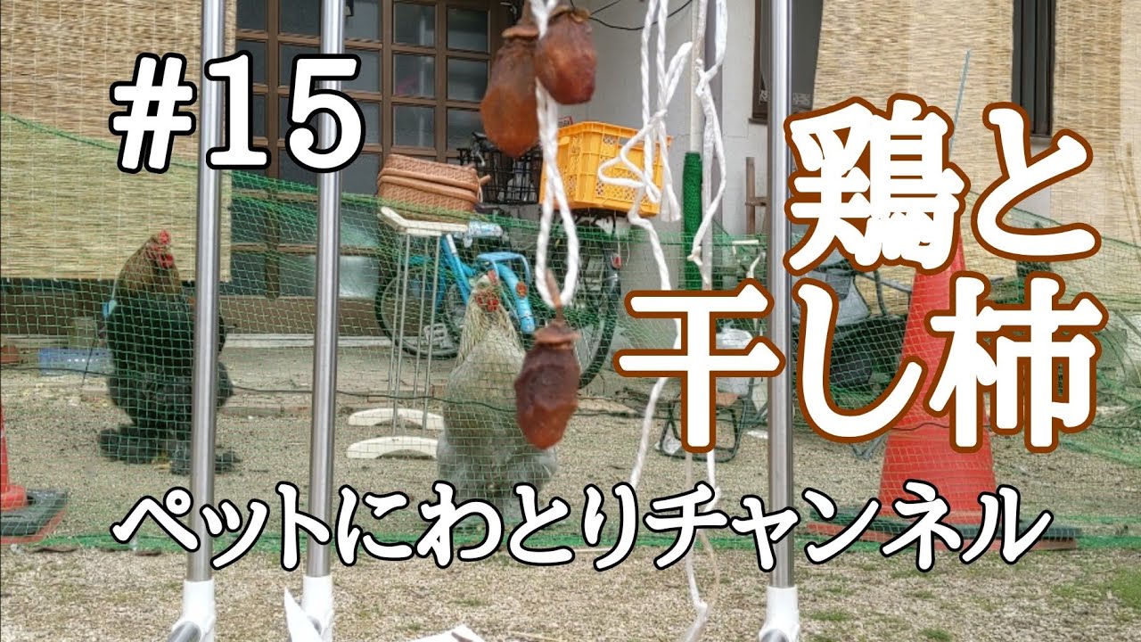 世界最大級の鶏ブラマ #15 可愛いニワトリに見守られながら干し柿のお世話をする