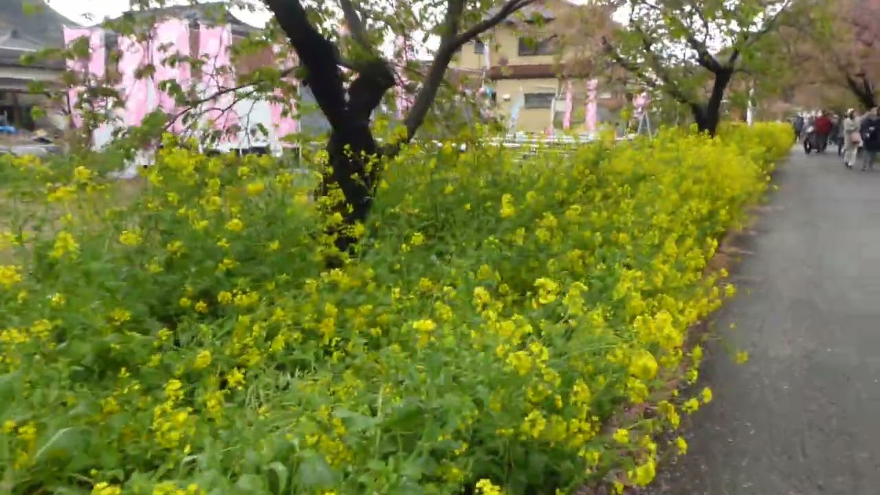 河津桜