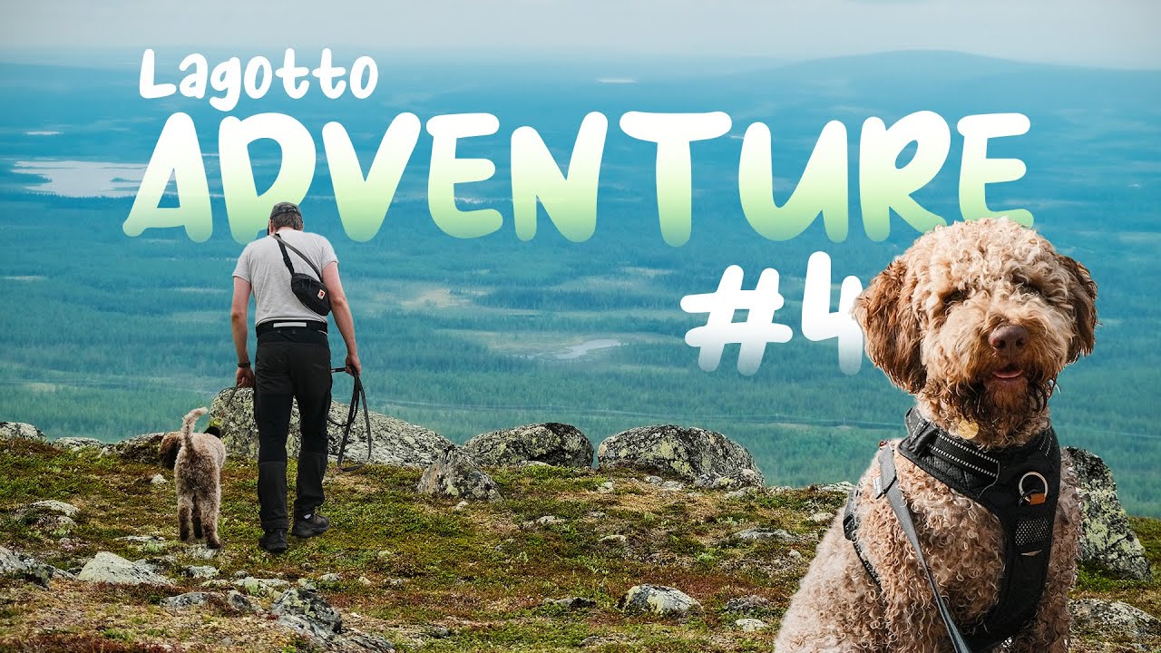 Lagotto Adventure #4 | Tornedalen, Råneå, Ullånger, June 25-30 2023