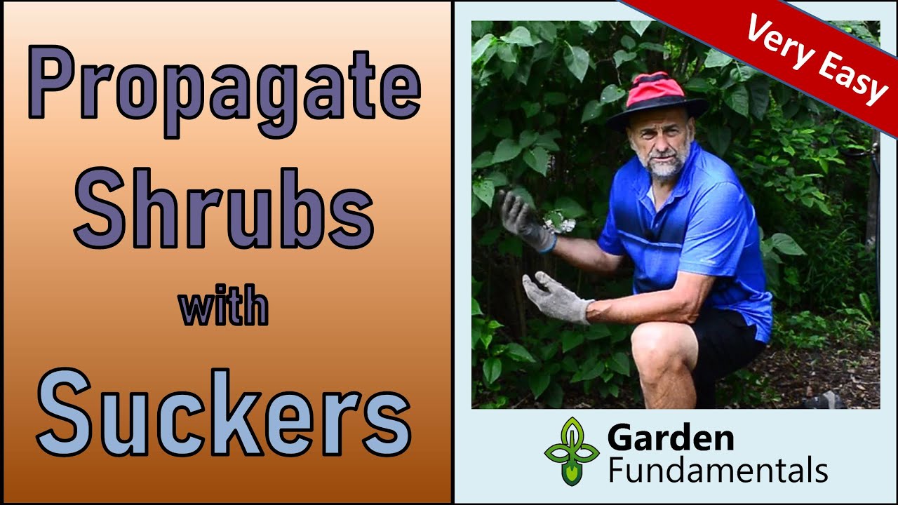 Propagate a Shrub From Suckers 🌳🌱🌹 Easy Way to Make More Plants