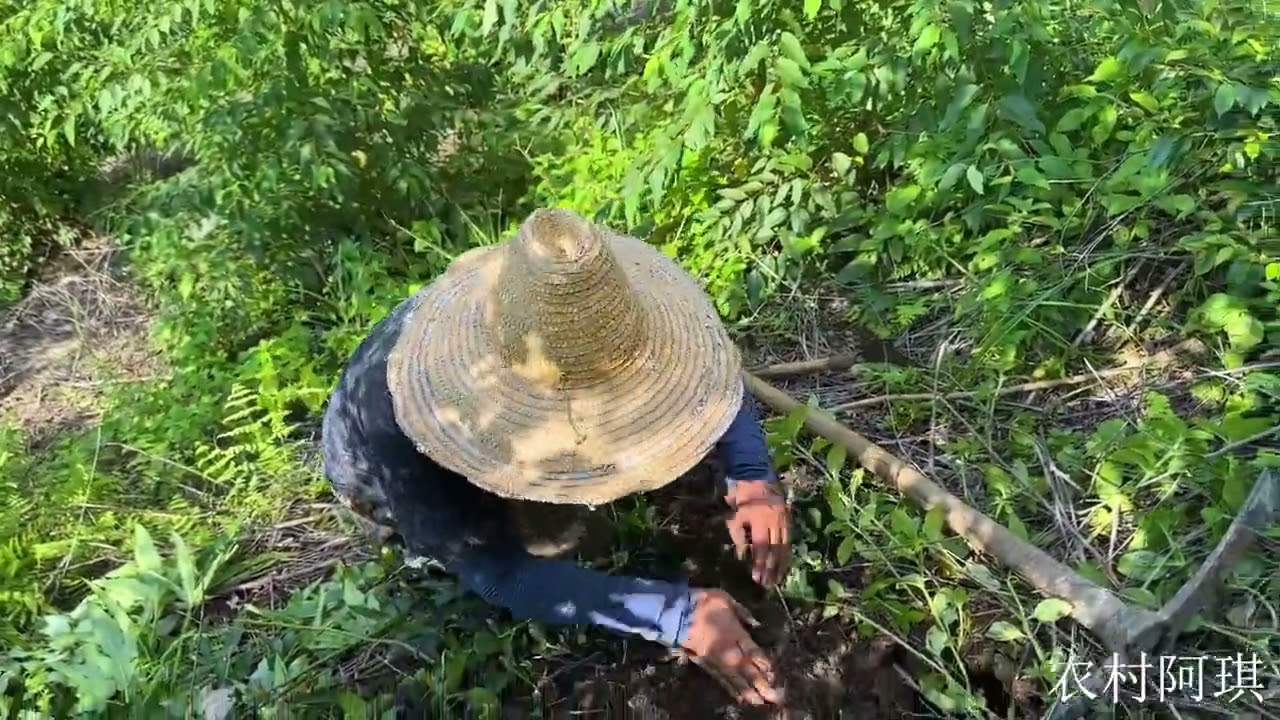 怪不得鱼塘里鱼苗变少，阿琪终于抓到元凶，两三斤的猛货，真解气