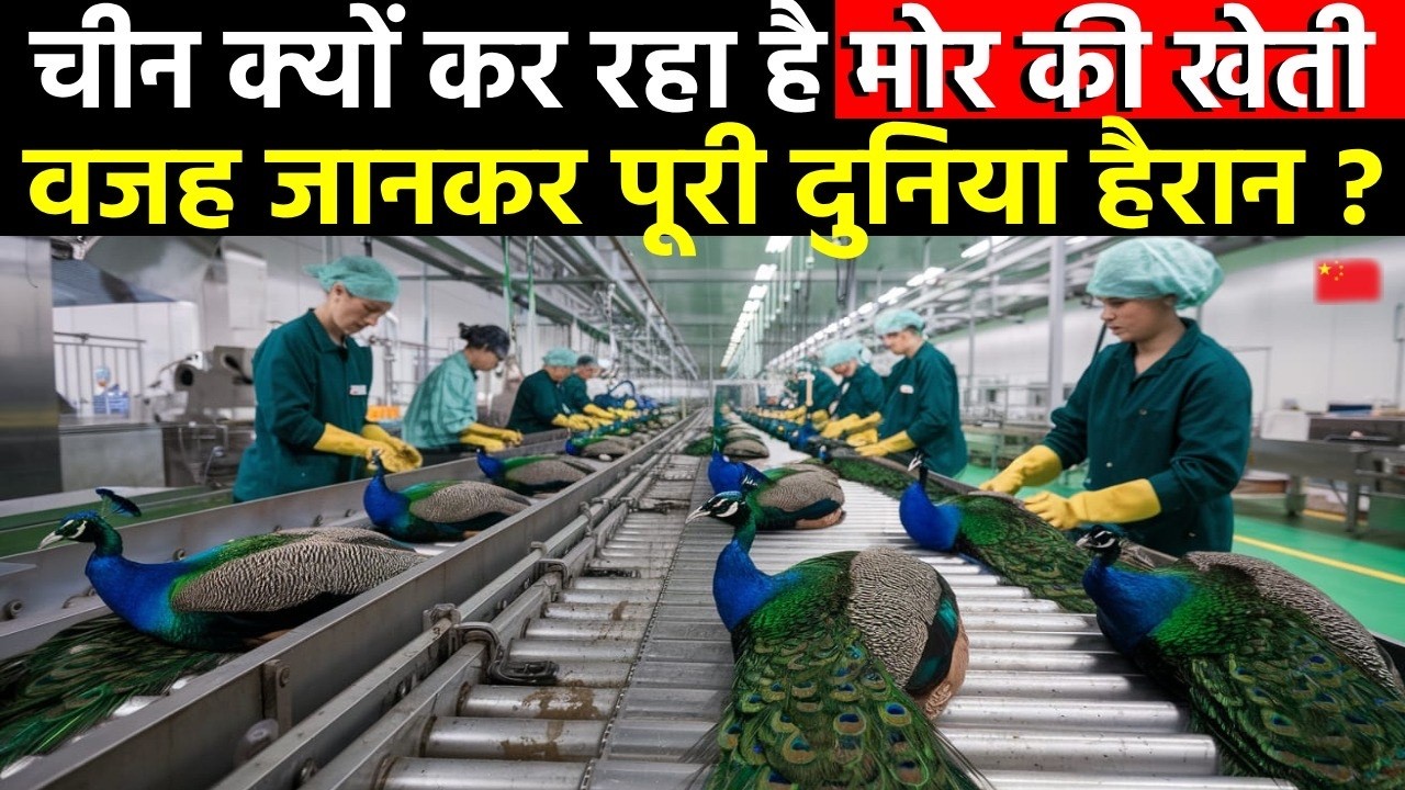 चीन की मोर फार्मिंग देखकर हैरान रह जाएंगे ||CHINA PEACOCK Farming Techniques || Peacock industries