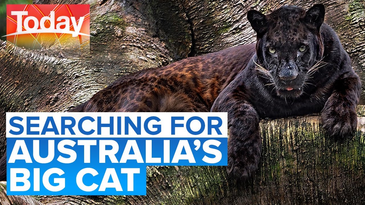 New documentary follows search for panthers in Aussie bush | Today Show Australia