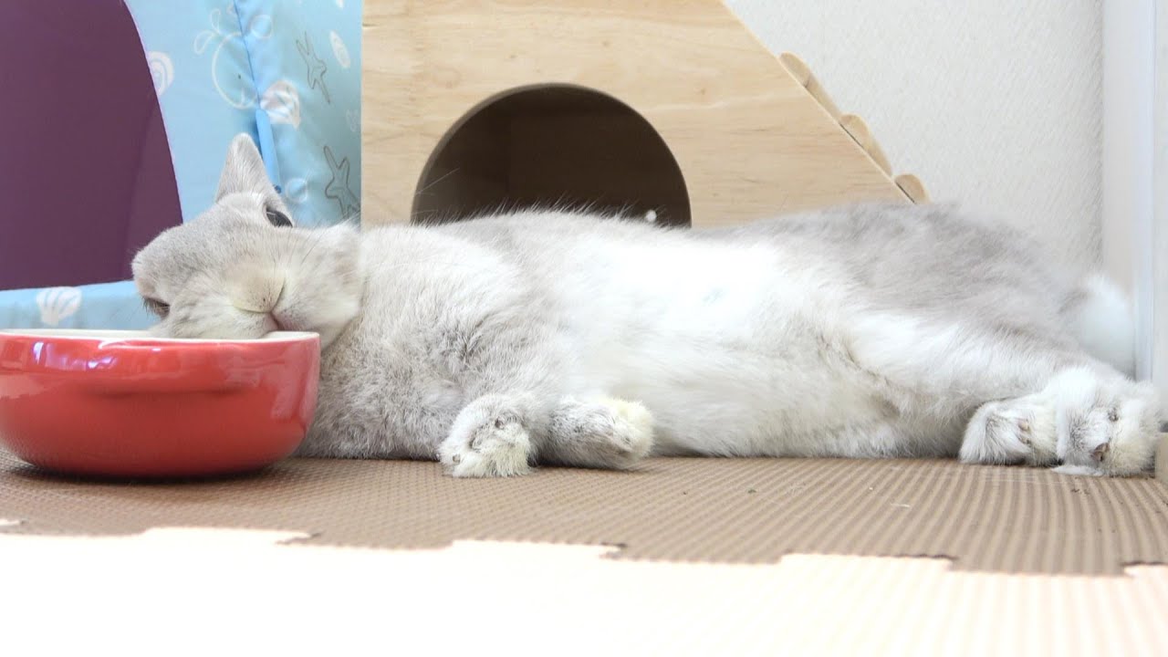 ご飯を催促するうさぎさんのこの態度