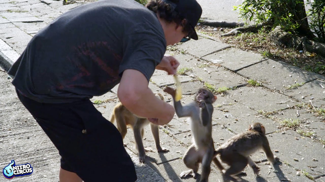 Monkey Feeding in Hong Kong
