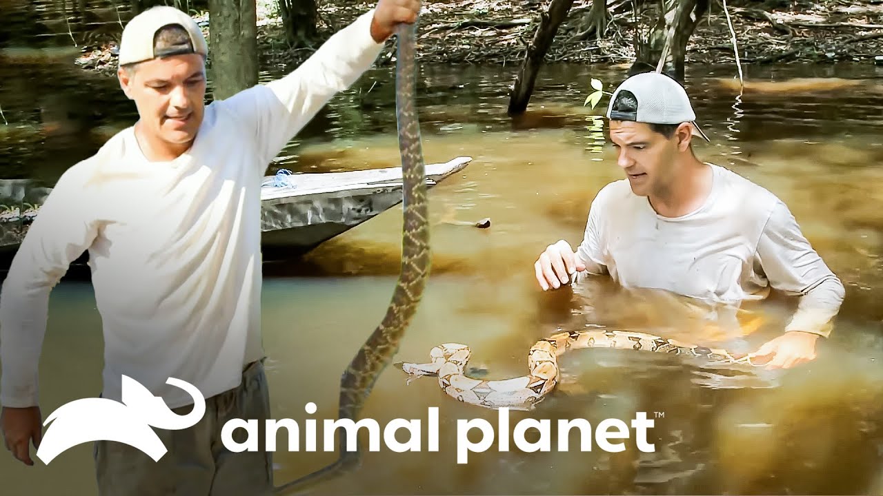 Frank encara duas serpentes muito perigosas | Wild Frank | Animal Planet Brasil