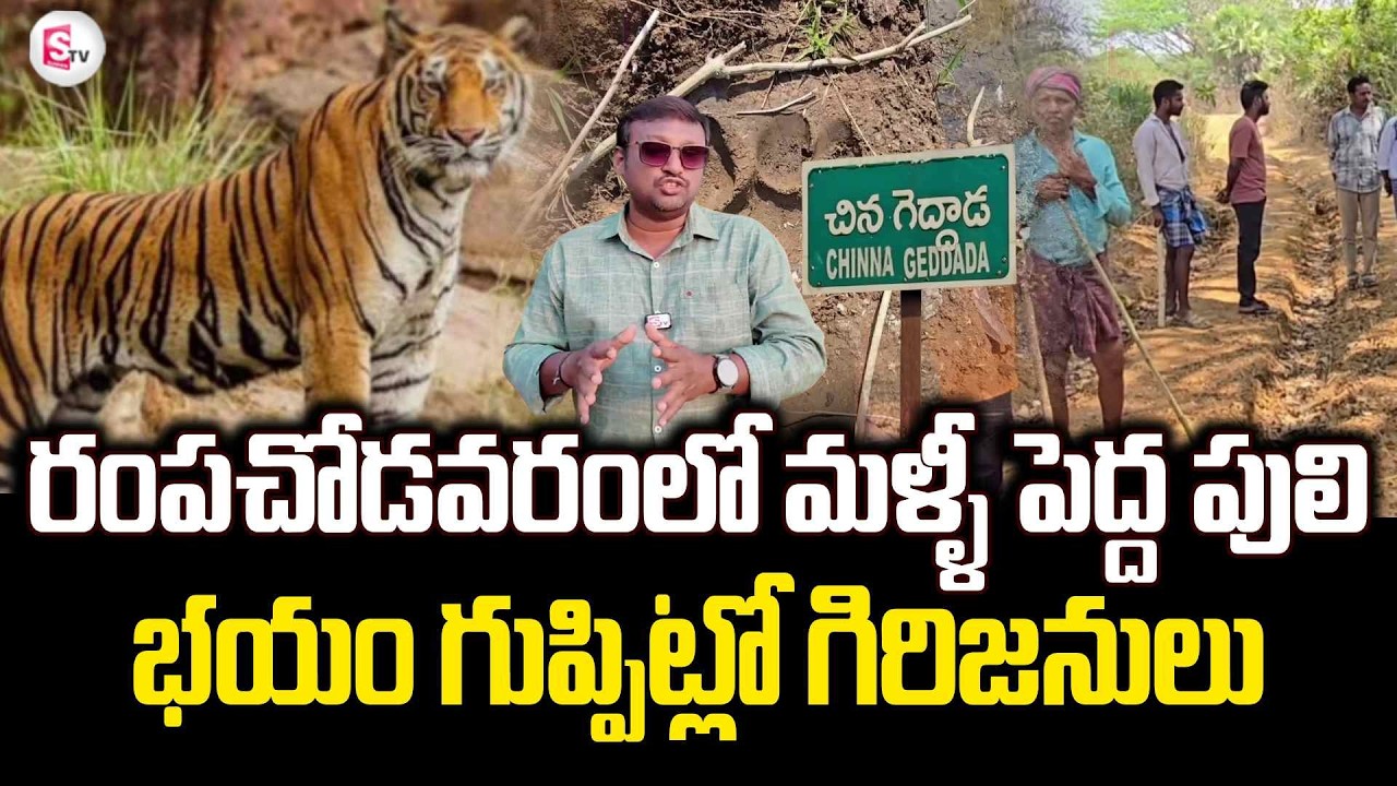 రంపచోడవరంలో మళ్ళీ పెద్ద పులి | Tiger Fear in Rampachodavaram | Peddapulii | SumanTV
