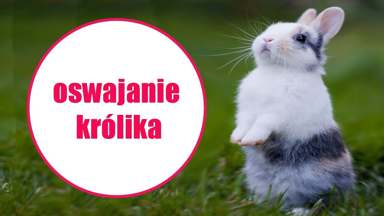 🐰Jak oswoić królika?🐰 | VLOG | Uszatkowe Rady