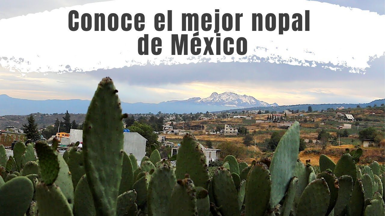 MILPA ALTA | CUNA DEL NOPAL