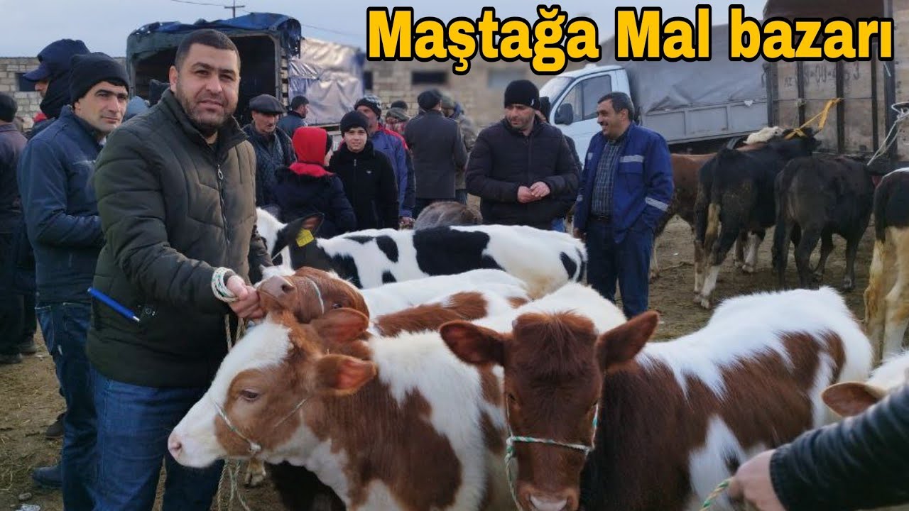 Maştağa Mal Bazarı 05 Fevral 23 @mubarizemintv2271