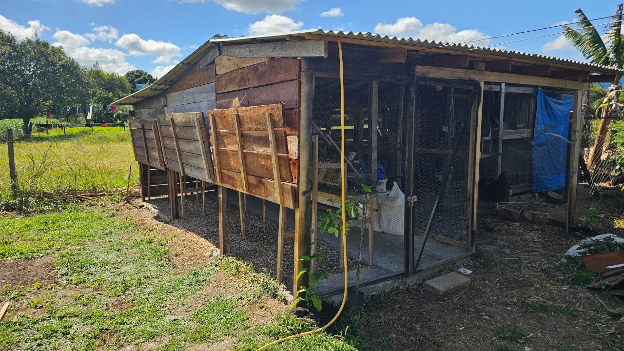CRIATORIO FICOU PRONTO, NOVA CASA DAS CODORNAS!