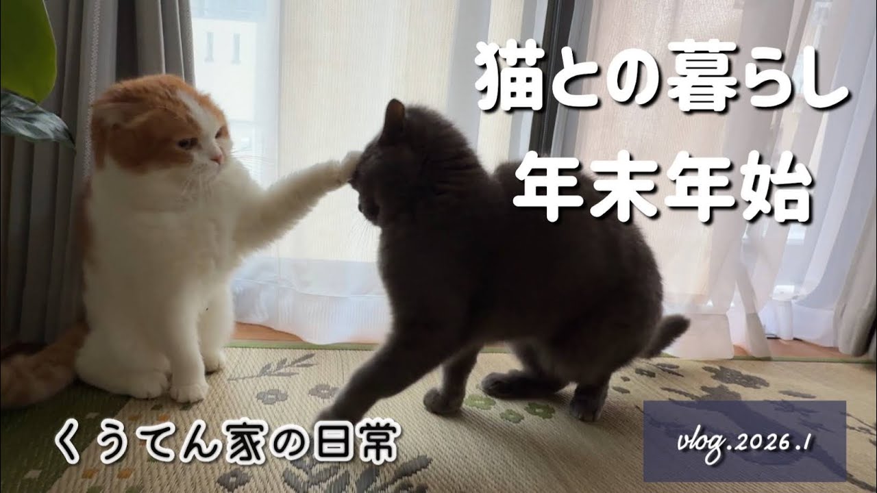猫のいる暮らし｜年末年始とお正月の猫たちの日常【2026】