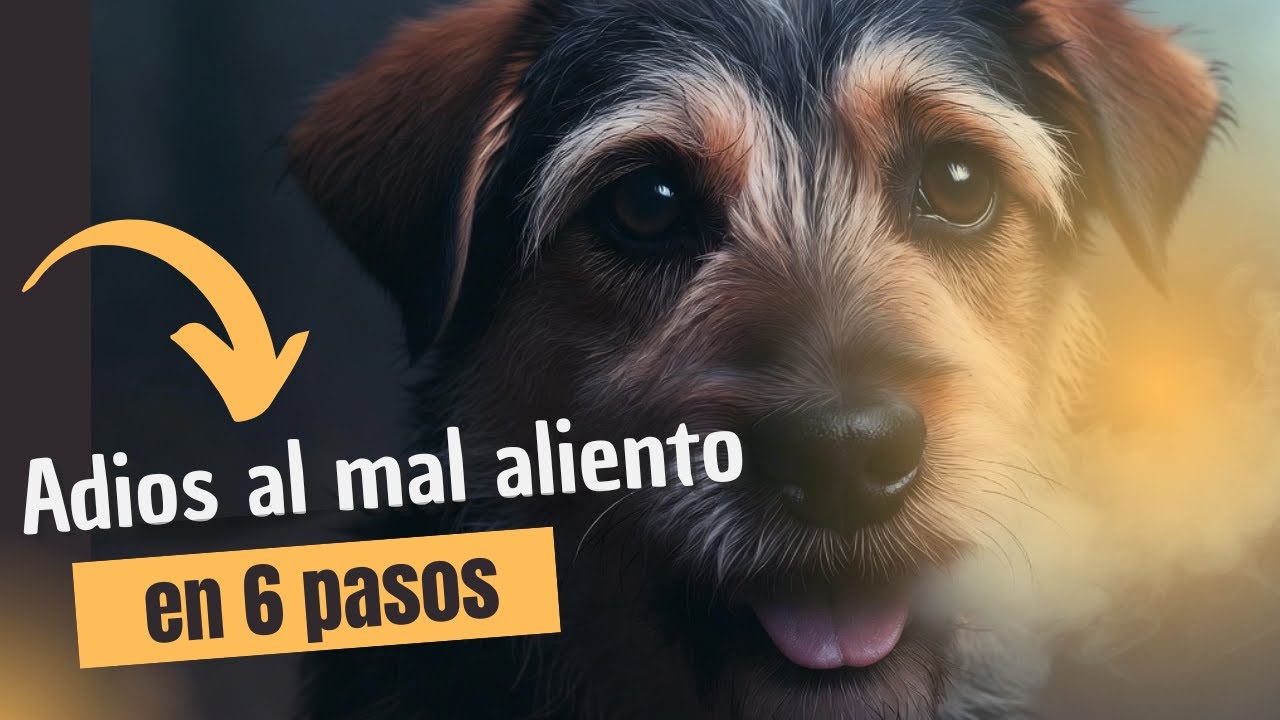 Si tu perro tiene mal aliento, esto está pasando