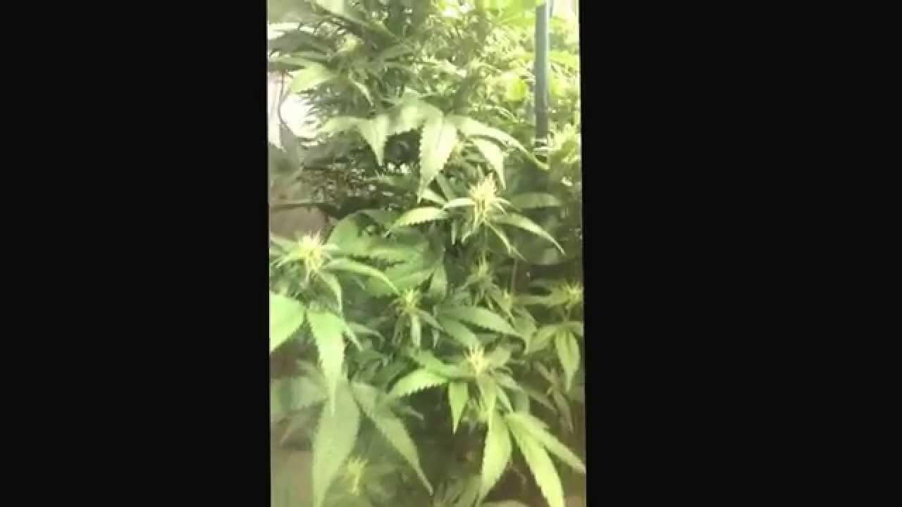 Girls Grow Too