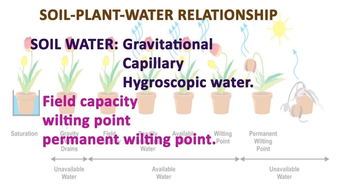soil water : gravitational, capillary, hygroscopic water in soil-plant-water relation