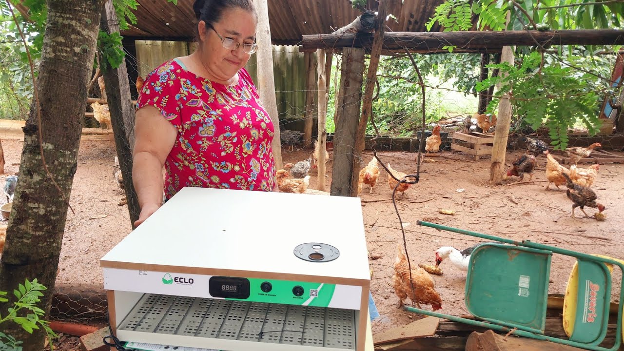 INVESTIMENTO NA ROÇA:  COMPRAMOS UMA CHOCADEIRA PARA AUMENTAR A PRODUÇÃO DAS GALINHAS 