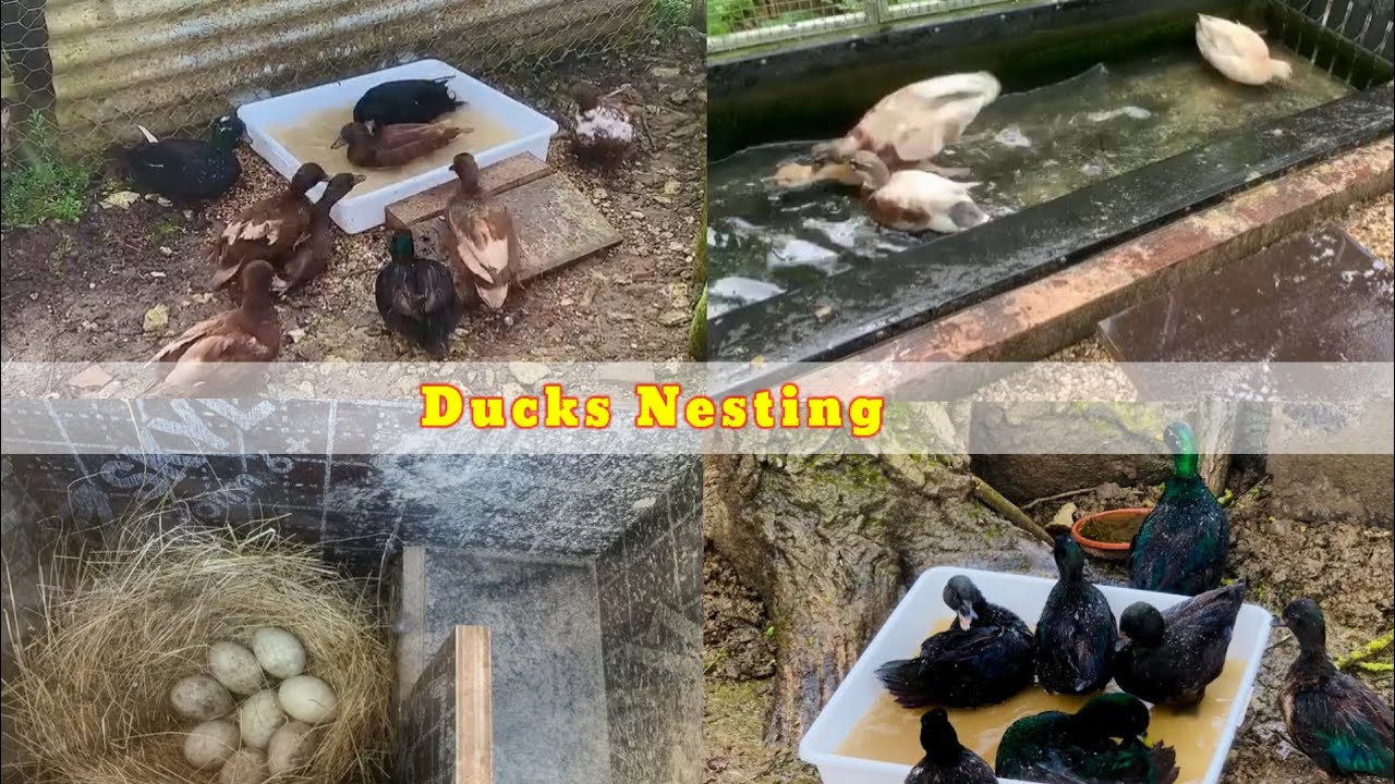 Muscovy duck | How ducks making there nest