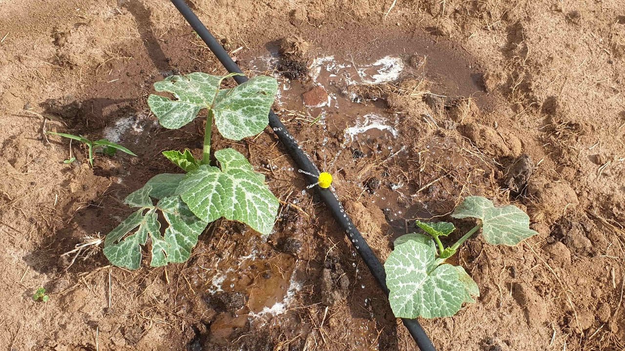 Solar powered multiple outlet adjustable flow button drip irrigation for pumpkins in Uganda