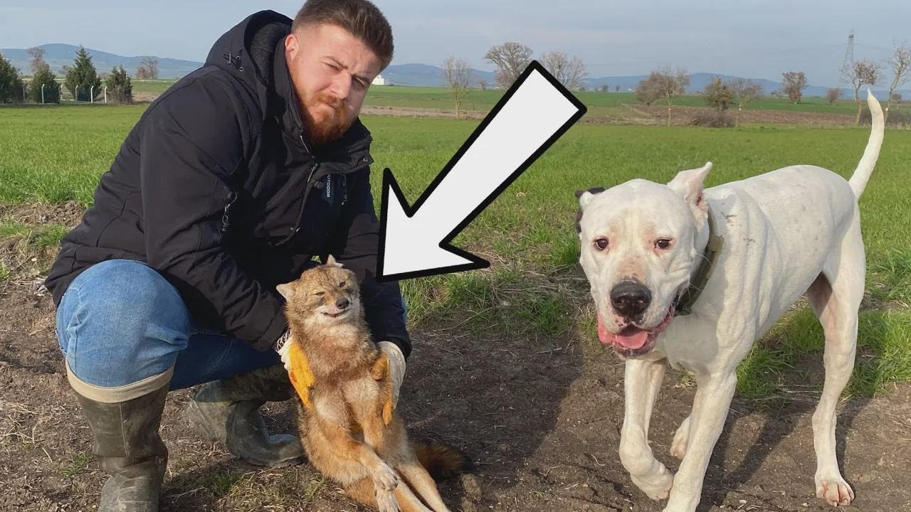 Dogs Catch a Coyote! Dogo Tyson is Furious!