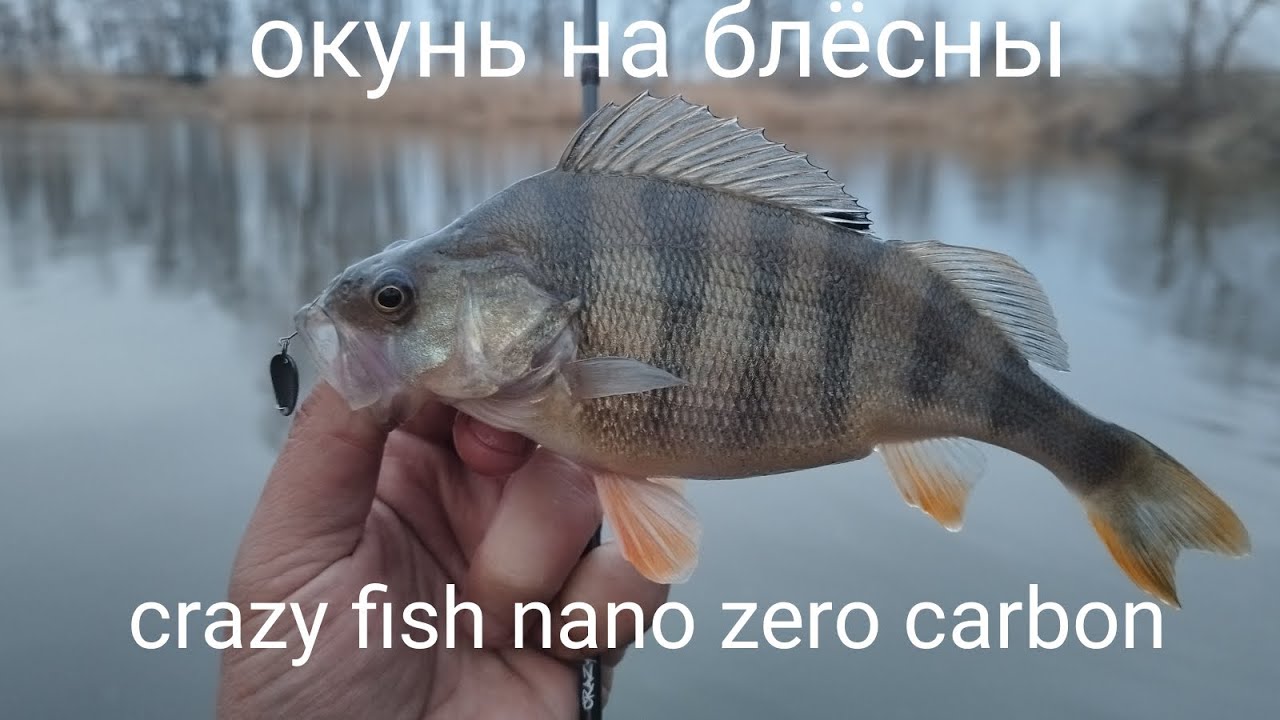 Окунь на crazy fish nano zero carbon и блёсны OG nano