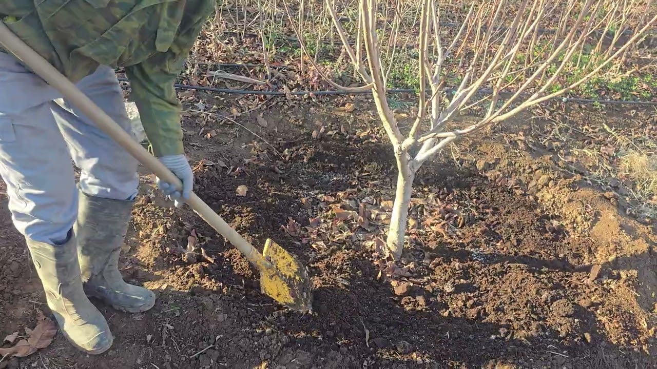Озуқадиҳии зимистона ба дарахт.