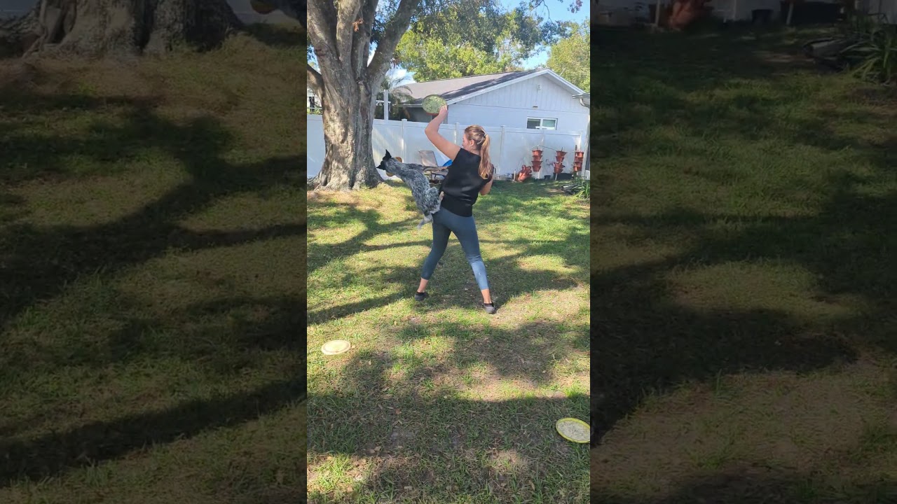 Frisbee practice with Raya #discdog #frisbee #dogshorts
