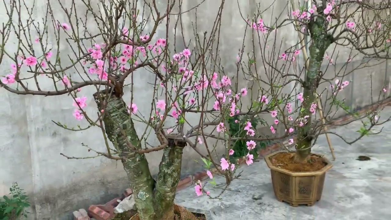 Xuân về trên đường nguyễn xí. Đối diện nhà hàng hàng tuấn hoài có một thanh niên bán đào rất đẹp
