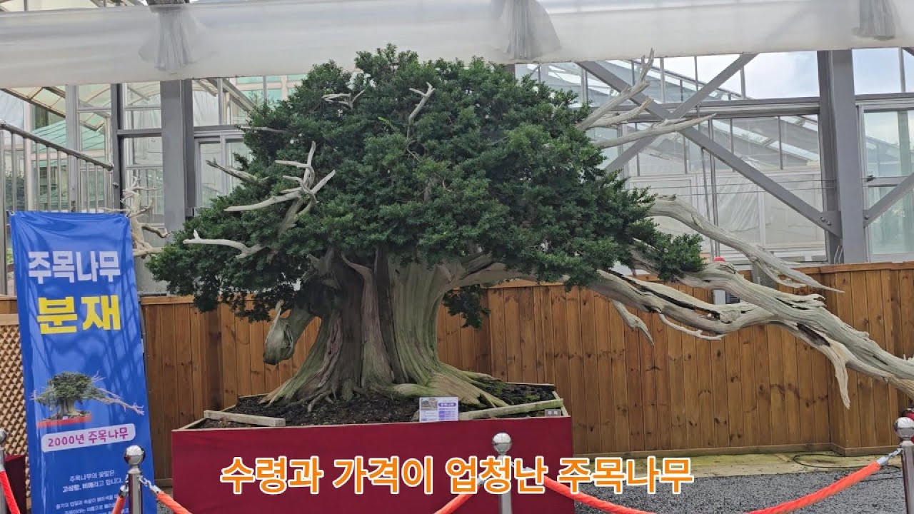 분재 주목나무특별전_신안 압해 천사섬분재정원 #분재 #1004섬분재정원 #주목나무 #jckimtv #자작나무