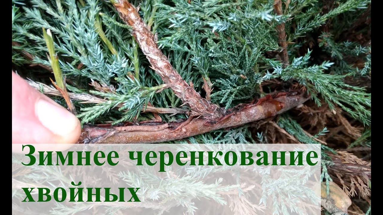Зимнее черенкование хвойных 2