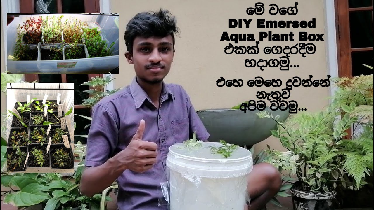 Let's simply make an Emersed DIY Aqua Plant Box at home. let's grow it ourselves without running