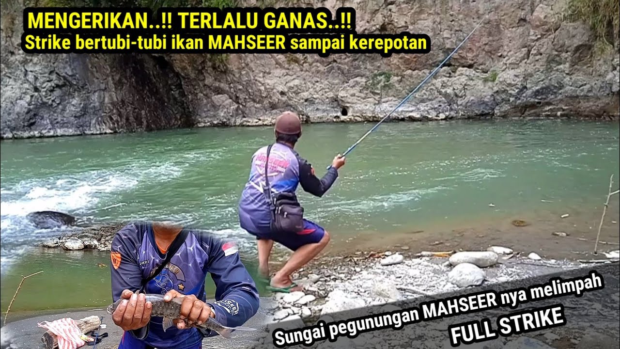 GAK MAIN MAIN..!! PESTA STRIKE MAHSEER DI SUNGAI INI SERASA DI KALIMANTAN, DI SINI GUDANGNYA MAHSEER