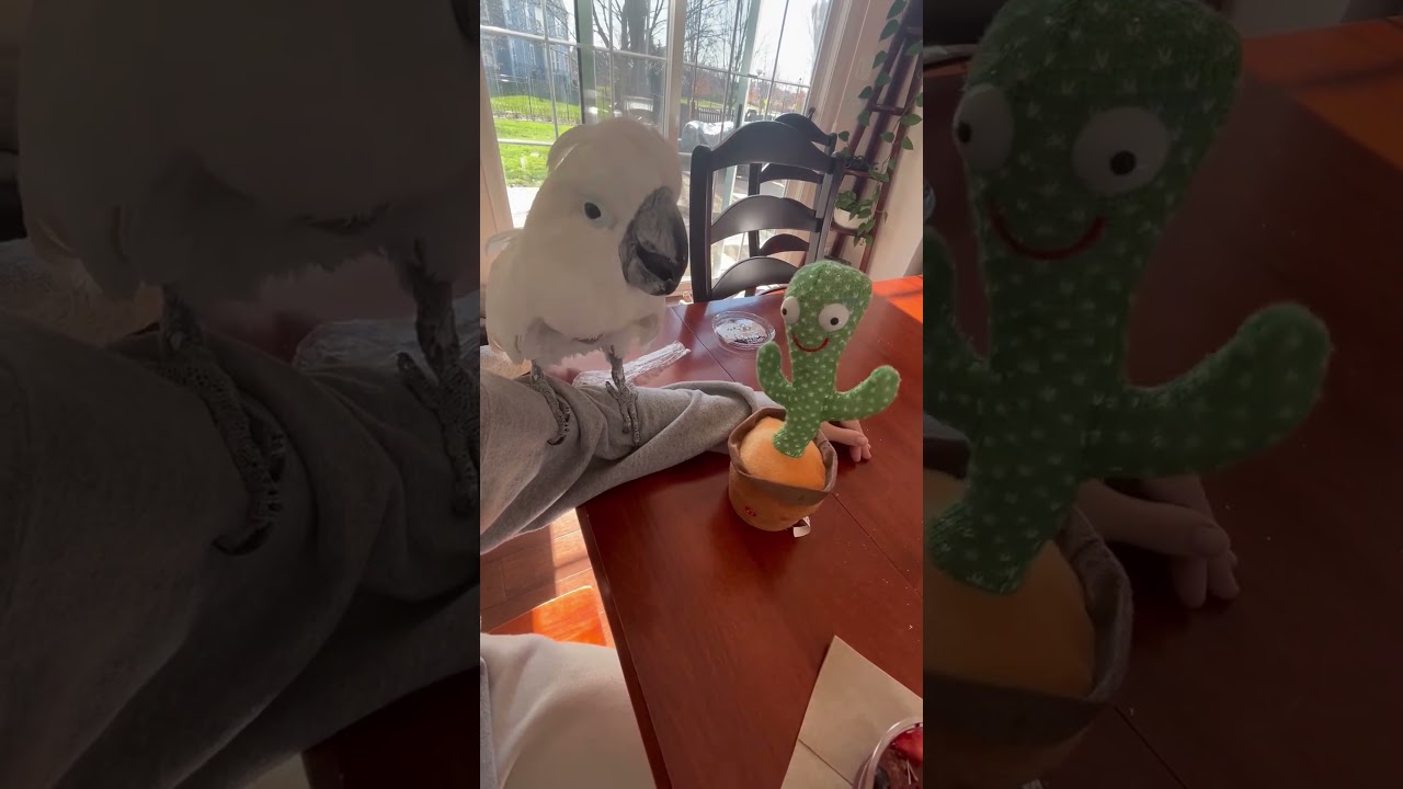 Adorable Cockatoo Meets Cactus 🌵💖 | Cute Conservation Moment!