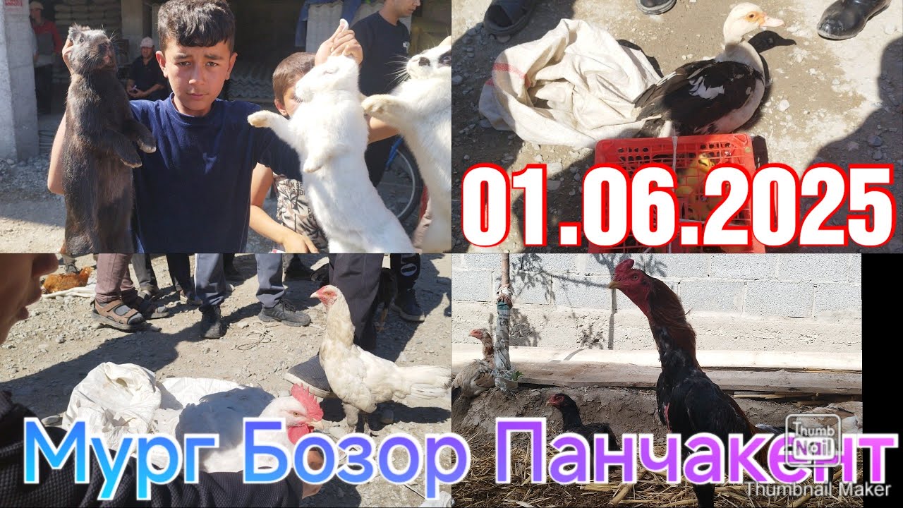 Мург Дакан Харгушт Сасарка Индюк Мургоб Бедан Бозор Панчакент (Panjakent)